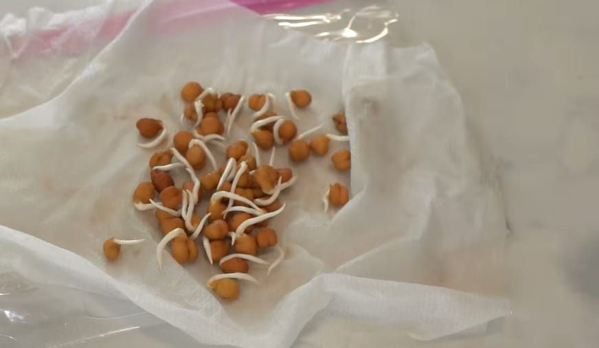 How to Grow Chickpeas