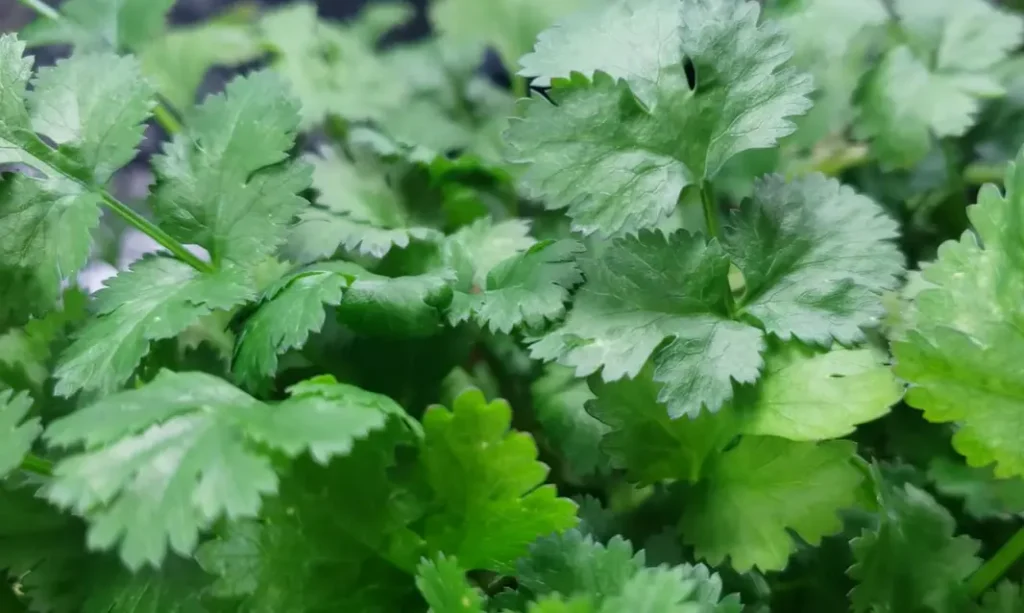 How to Grow Cilantro