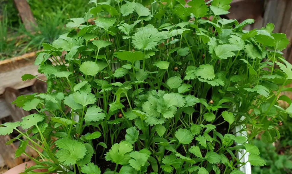 How to Grow Cilantro