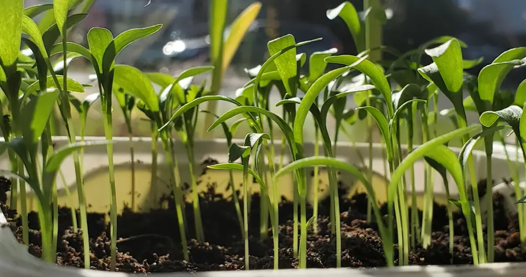 How to Grow Cilantro