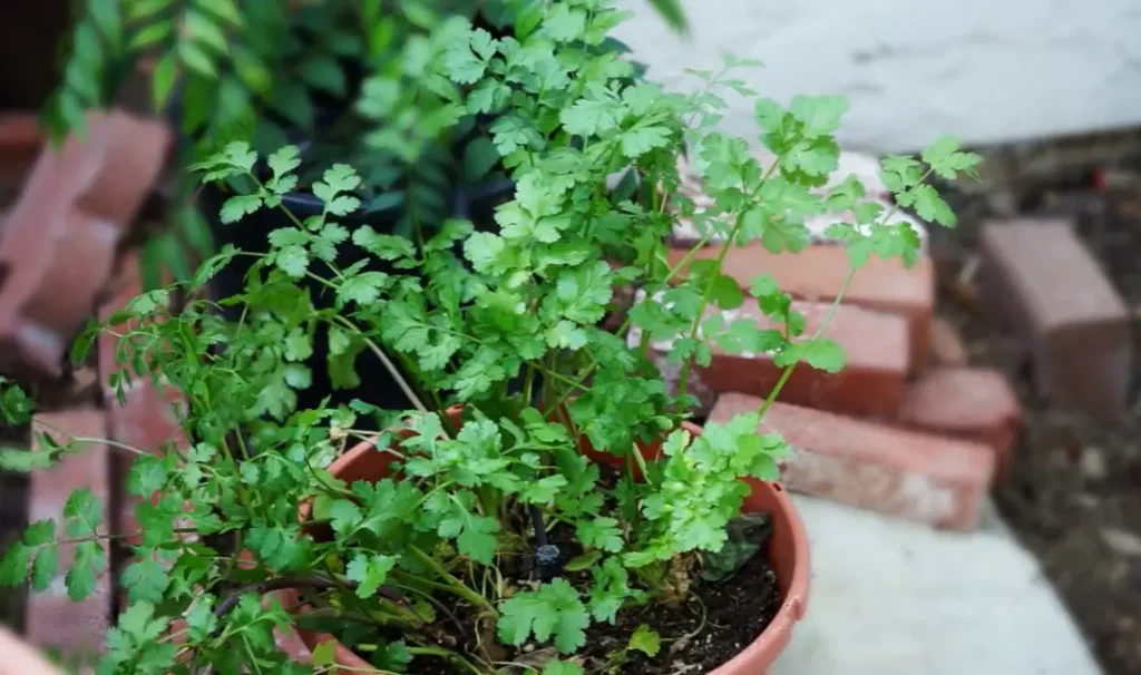 How to Grow Cilantro at Home