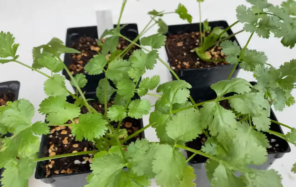 How to Grow Cilantro at Home