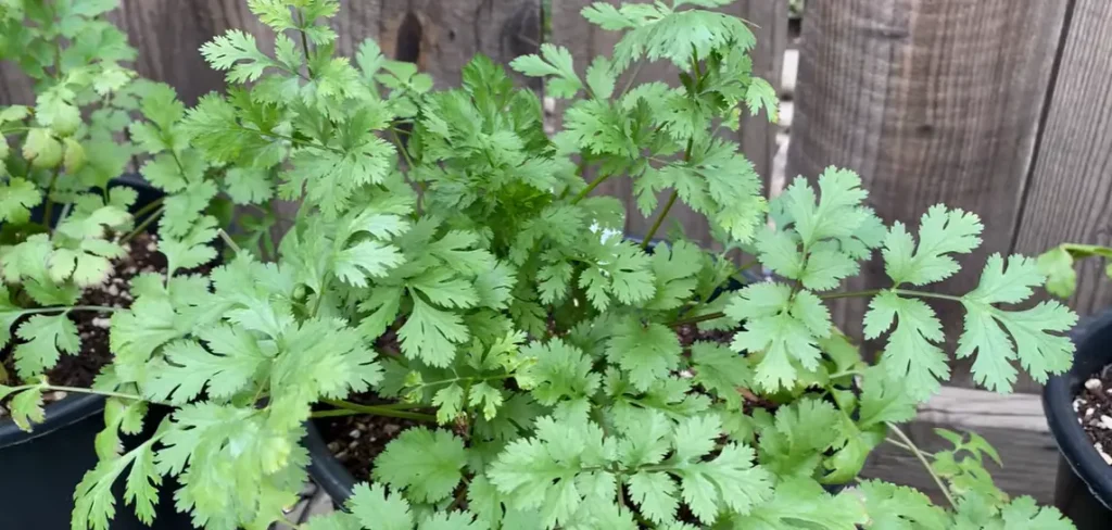 How to Grow Cilantro at Home