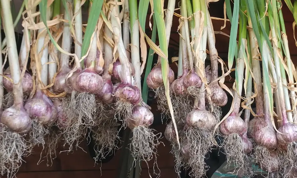 How to Grow Garlic Indoors