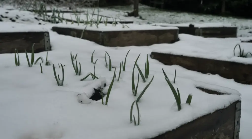 How to Grow Garlic Indoors