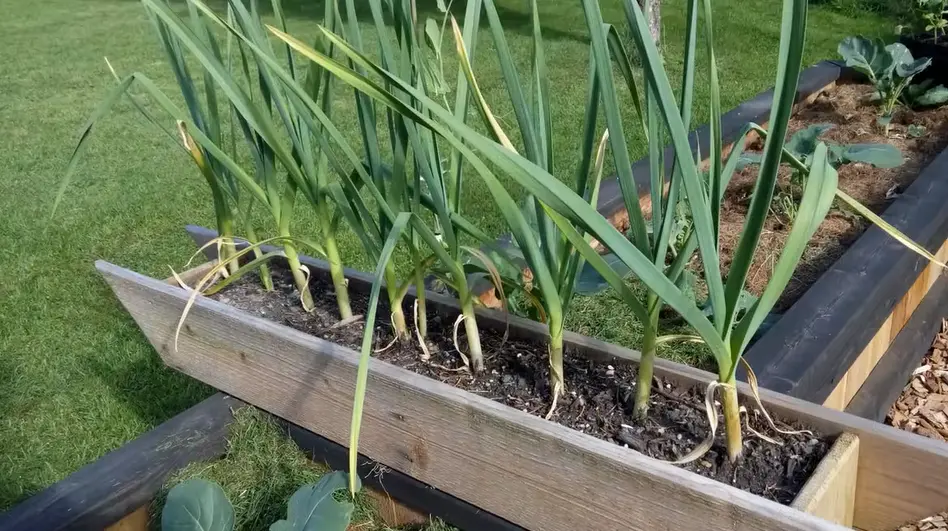 How to Grow Garlic Indoors