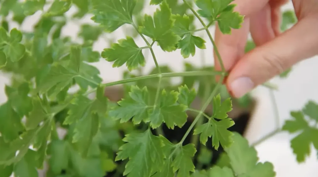 How to Grow Parsley