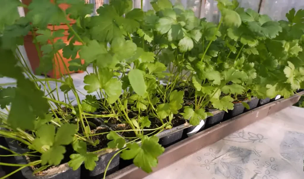 How to Grow Parsley