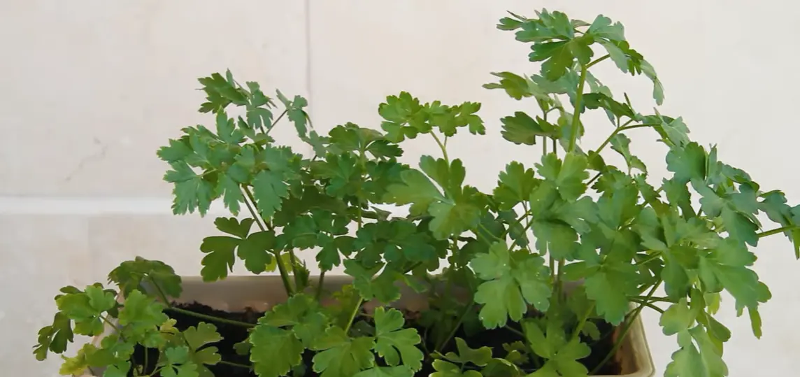 How to Grow Parsley