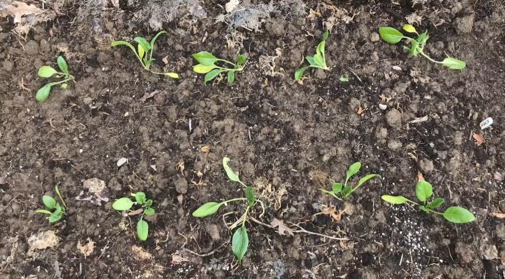 How to Grow Spinach from Seed