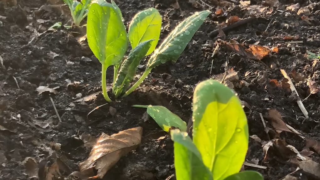 How to Grow Spinach from Seed