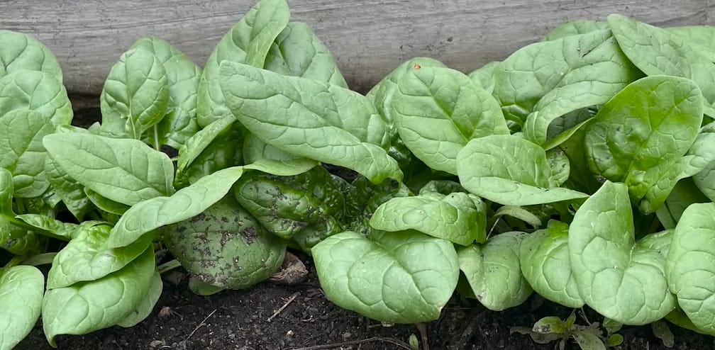How to Grow Spinach from Seed