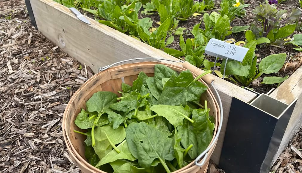 How to Grow Spinach from Seed