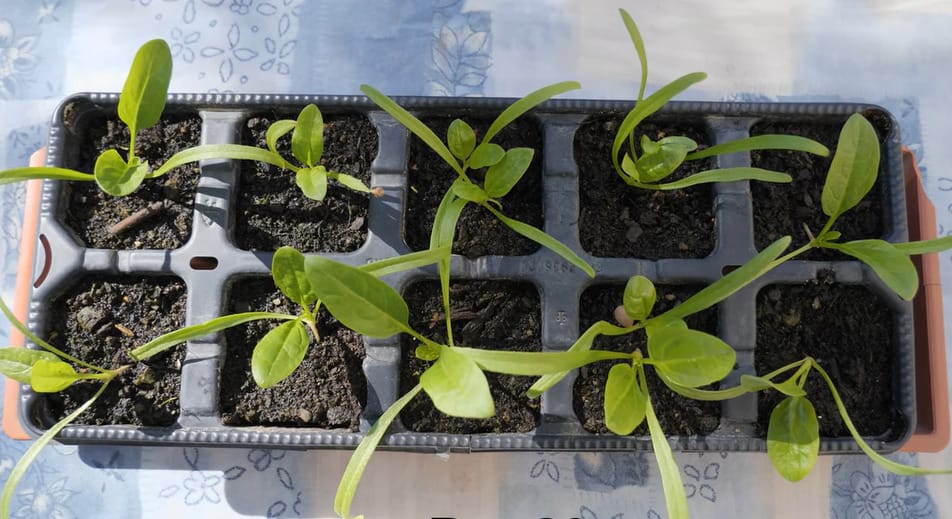 How to Grow Spinach in Containers