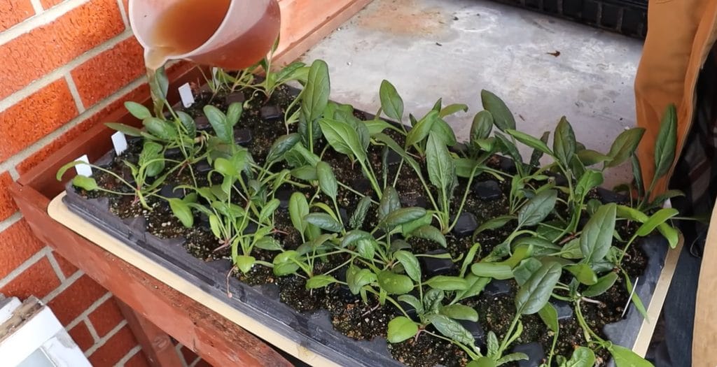 How to Grow Spinach in Containers