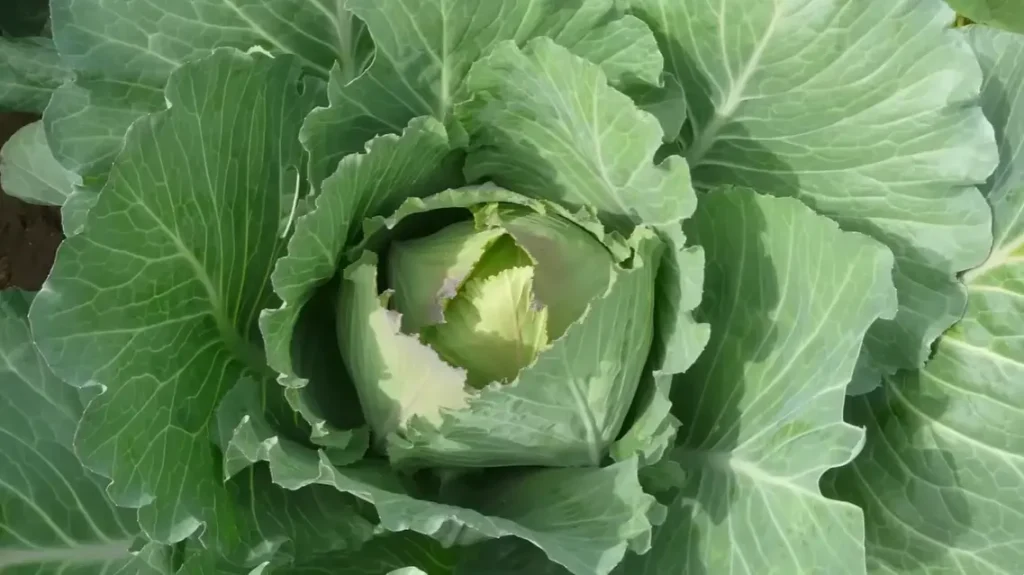How to Harvest Cabbage
