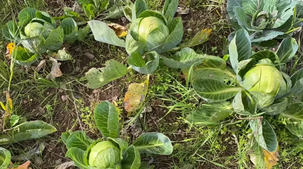 How to Harvest Cabbage