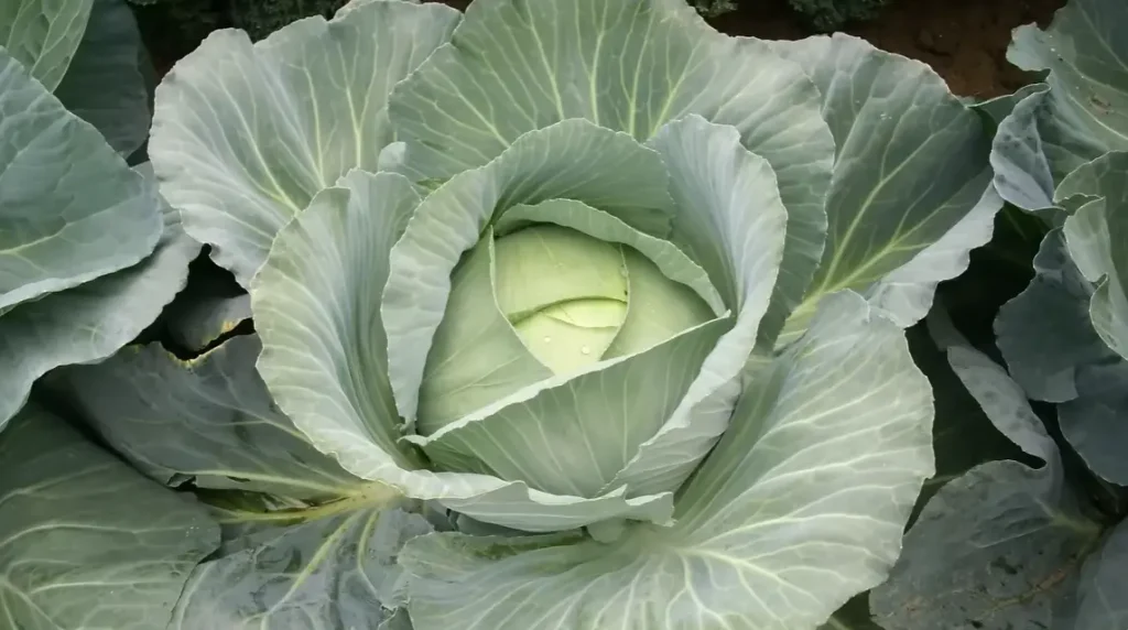 How to Harvest Cabbage