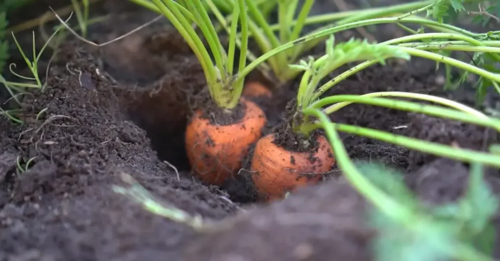 How to Harvest Carrots