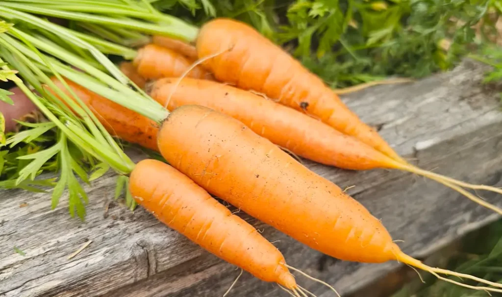 How to Harvest Carrots
