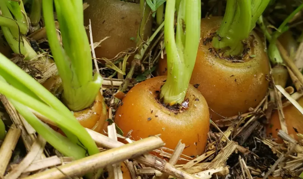 How to Harvest Carrots