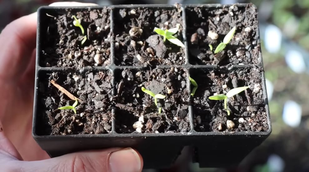 How to Plant Eggplant