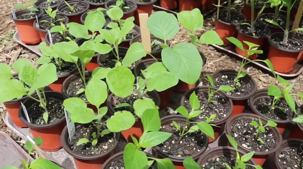 How to Plant Eggplant
