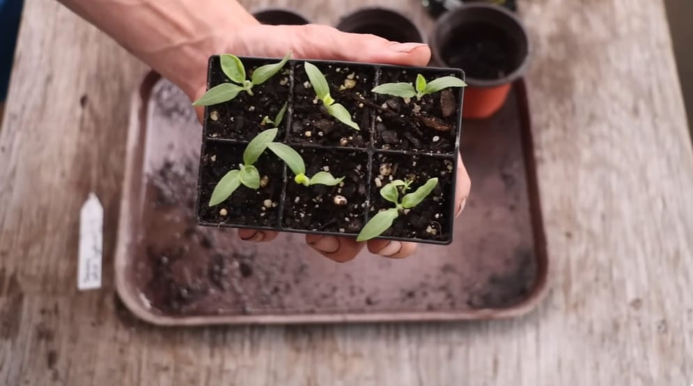 How to Plant Eggplant