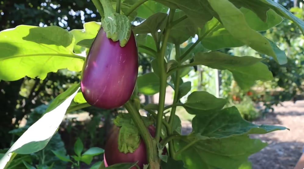 How to Plant Eggplant