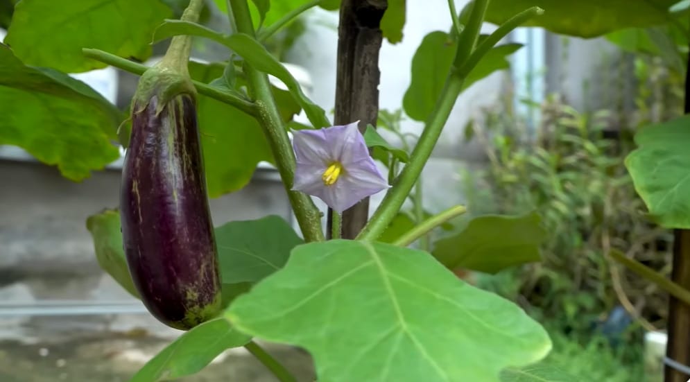 How to Plant Eggplant Seeds