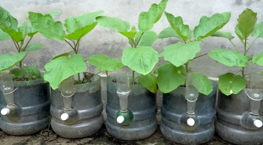 How to Plant Eggplant Seeds