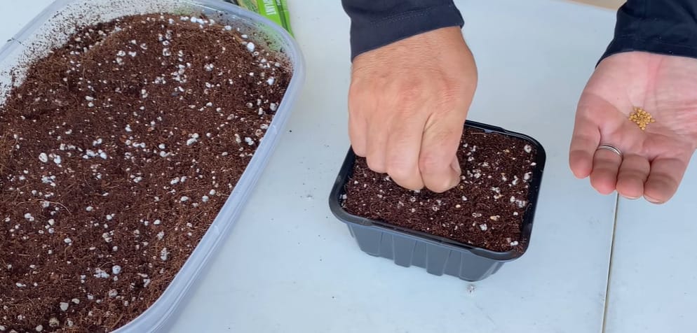 How to Plant Eggplant Seeds
