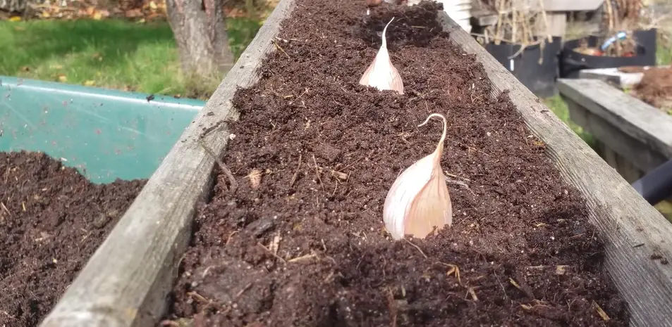 How to Plant Garlic Bulbs