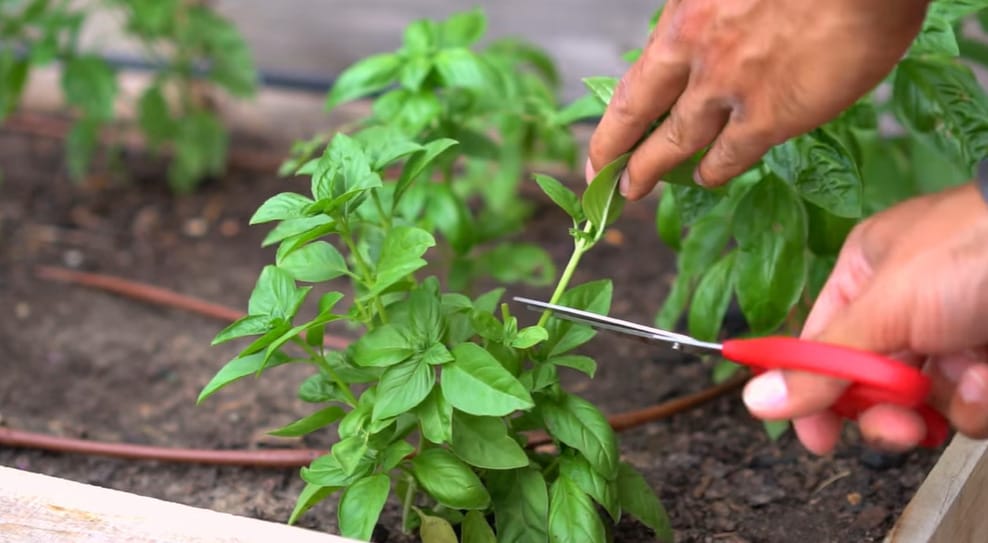 How to Prune Basil