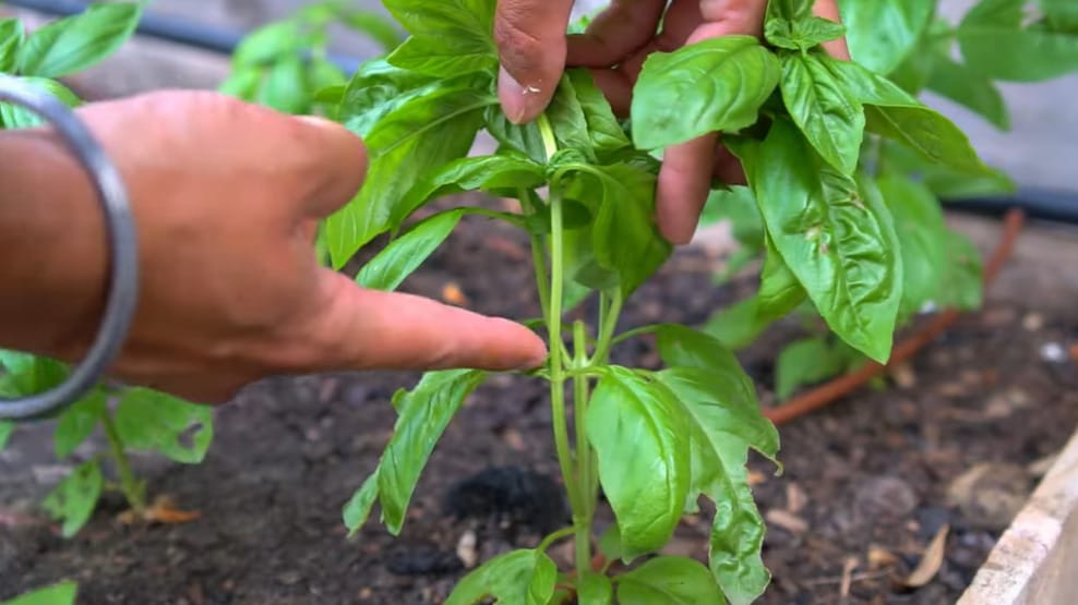 How to Prune Basil