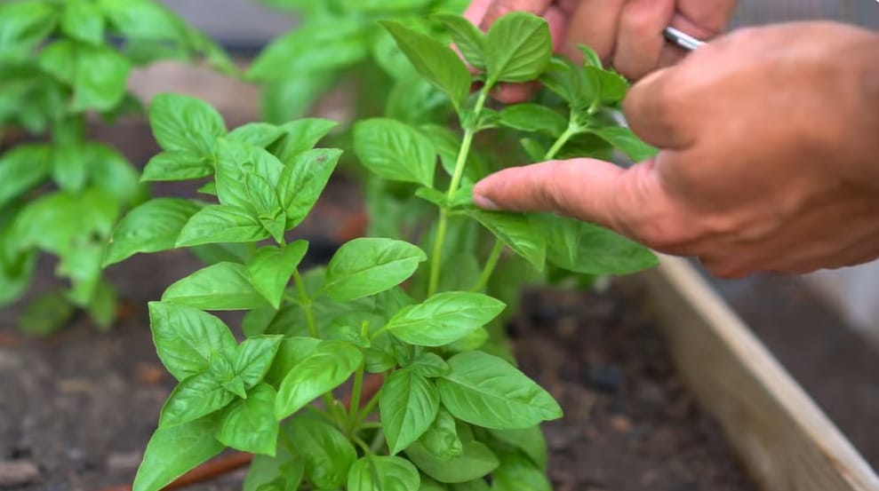 How to Prune Basil