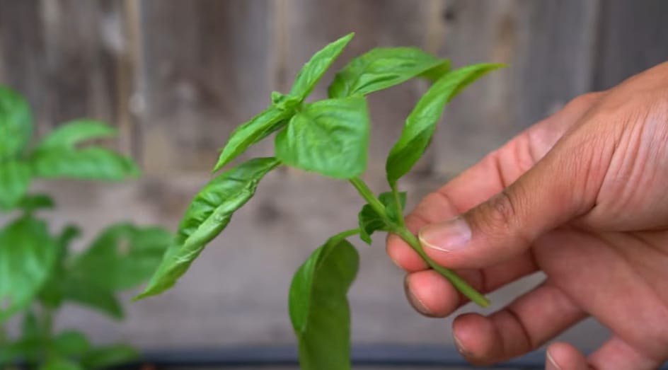 How to Prune Basil