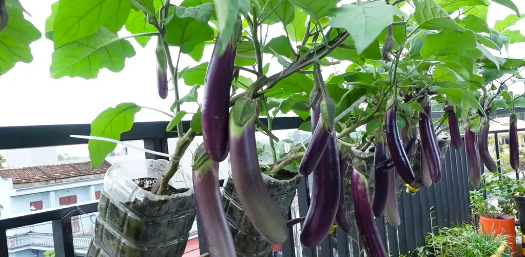 How to Store Eggplant