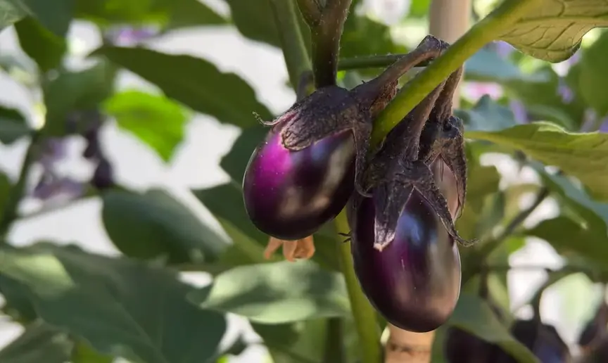 How to Store Eggplant