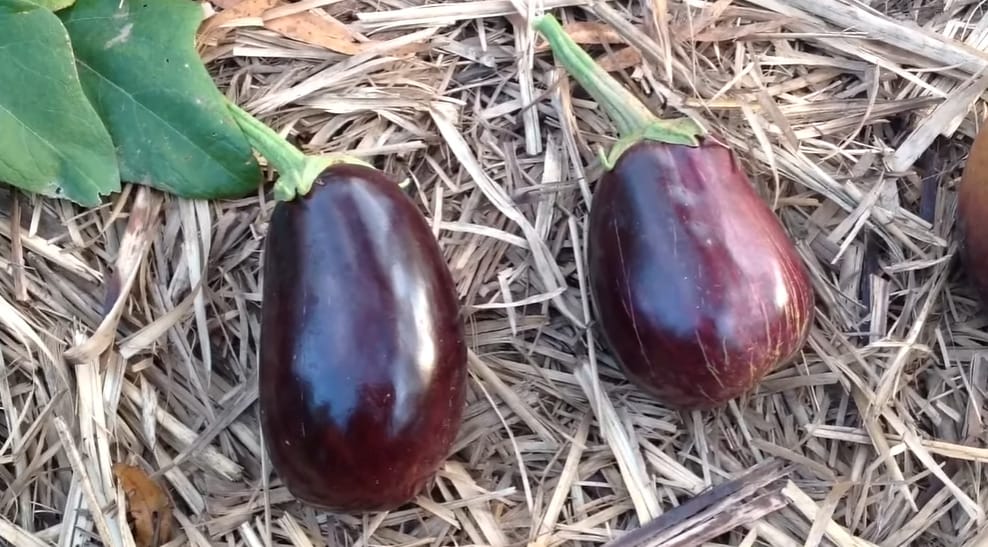 How to Tell If Eggplant is Ripe