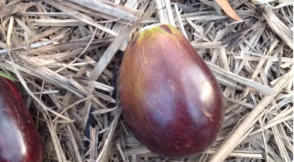 How to Tell If Eggplant is Ripe