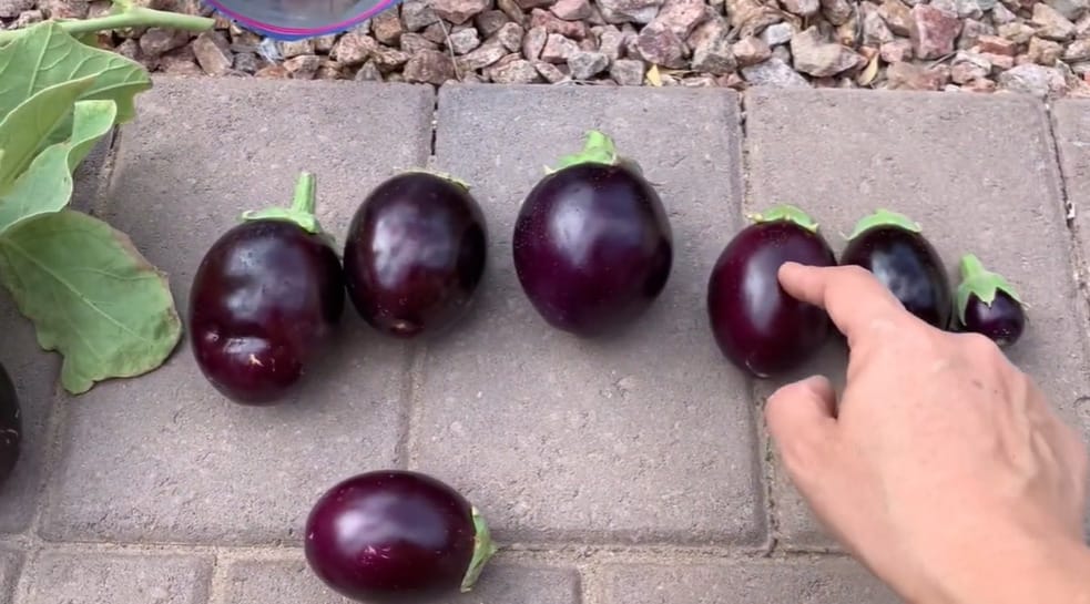 How to Tell If Eggplant is Ripe