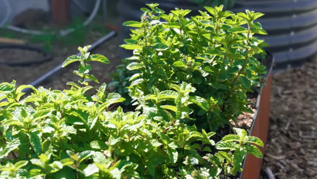 Mint Planting Guide for Beginners
