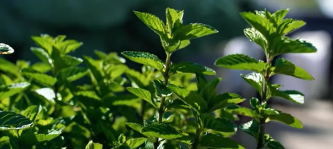 Mint Planting Guide for Beginners