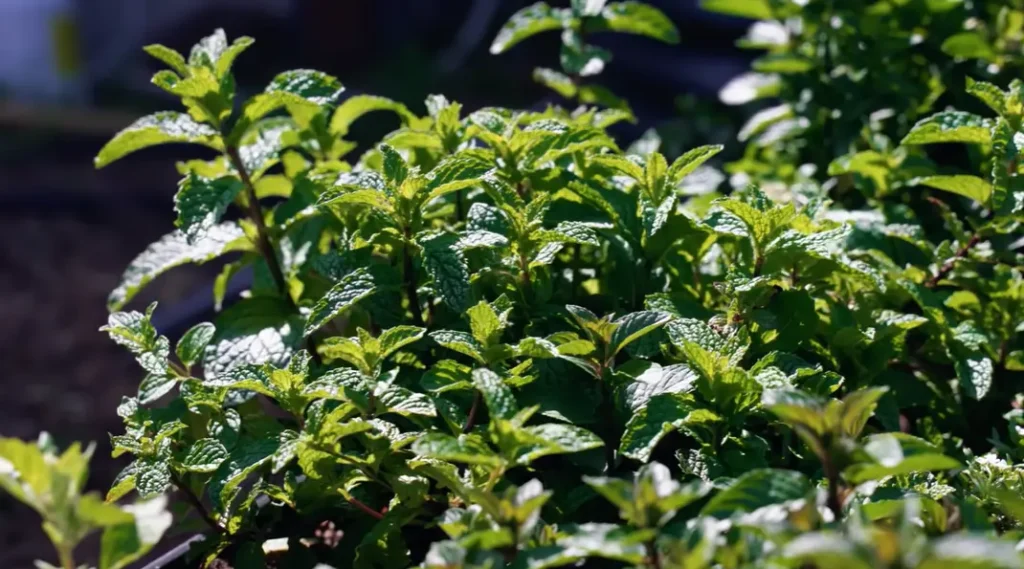 Mint Planting Guide for Beginners