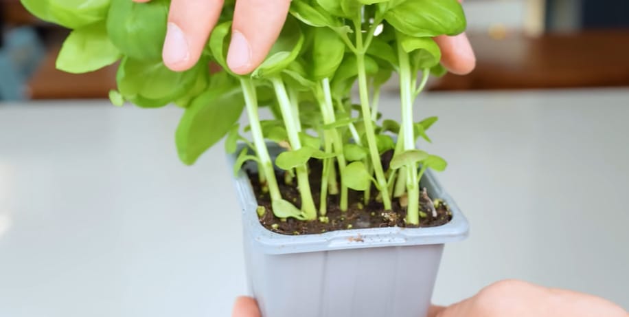 Should I Plant a Lot of Basils in One Pot: Comparison of crowded vs properly spaced basil plants.