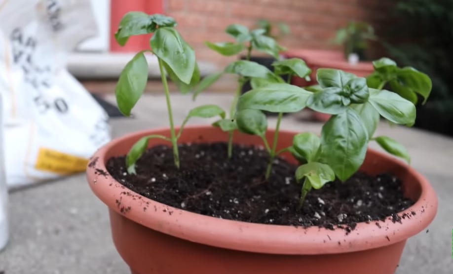 Should I Plant a Lot of Basils in One Pot: Overcrowded basil plants competing for space, light, and nutrients.