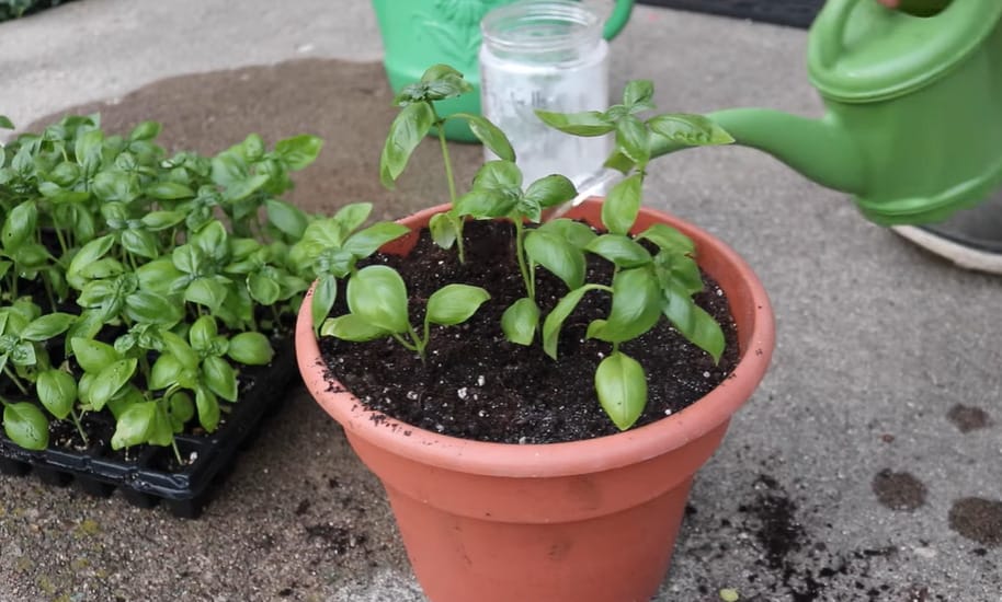Close-up of basil seedlings in a small pot, illustrating why Should I Plant a Lot of Basils in One Pot is not ideal.