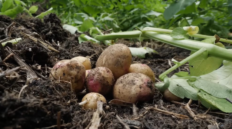 Should Potatoes Be Planted in Loose Mud