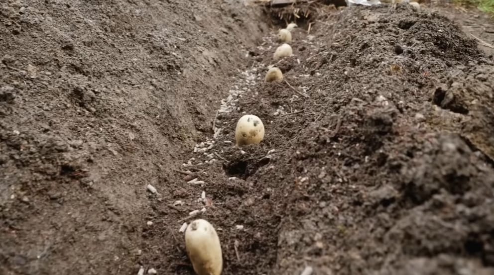Should Potatoes Be Planted in Loose Mud